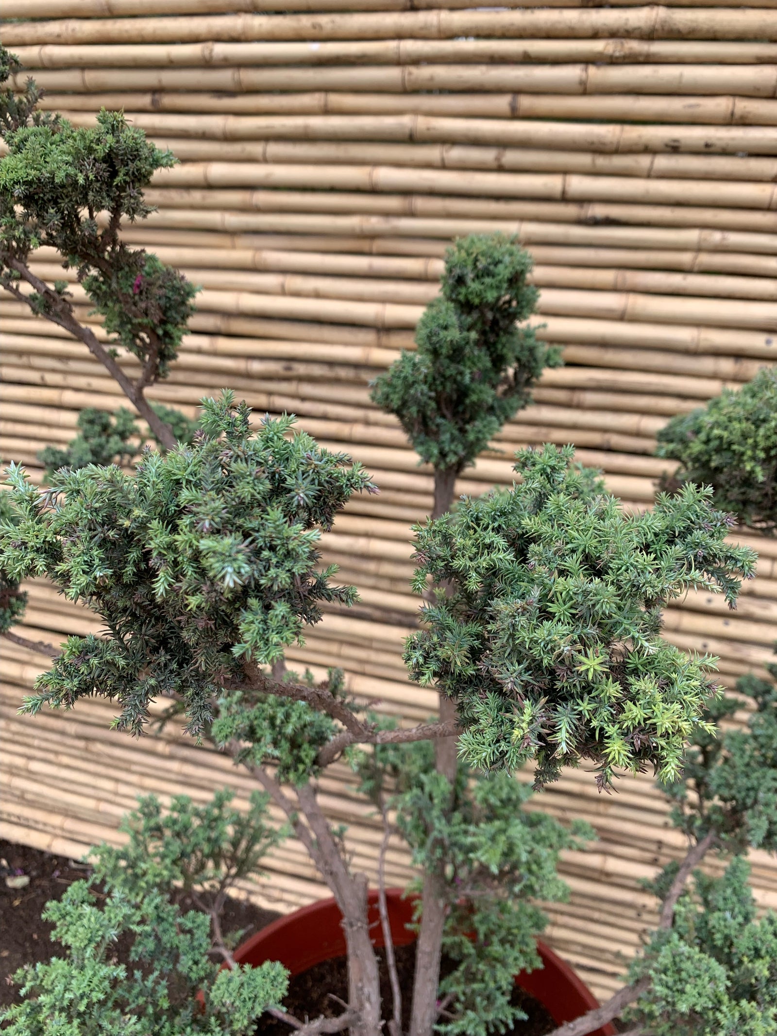 Cipres de Sawara Boulevard - Chamaecyparis pisifera " boulevard "