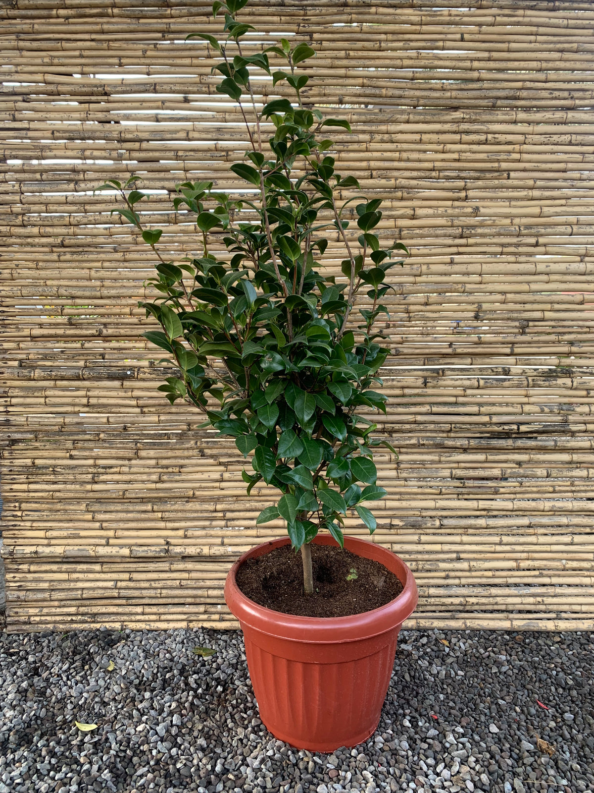 Camelia - Camelia Japónica (1.3m)