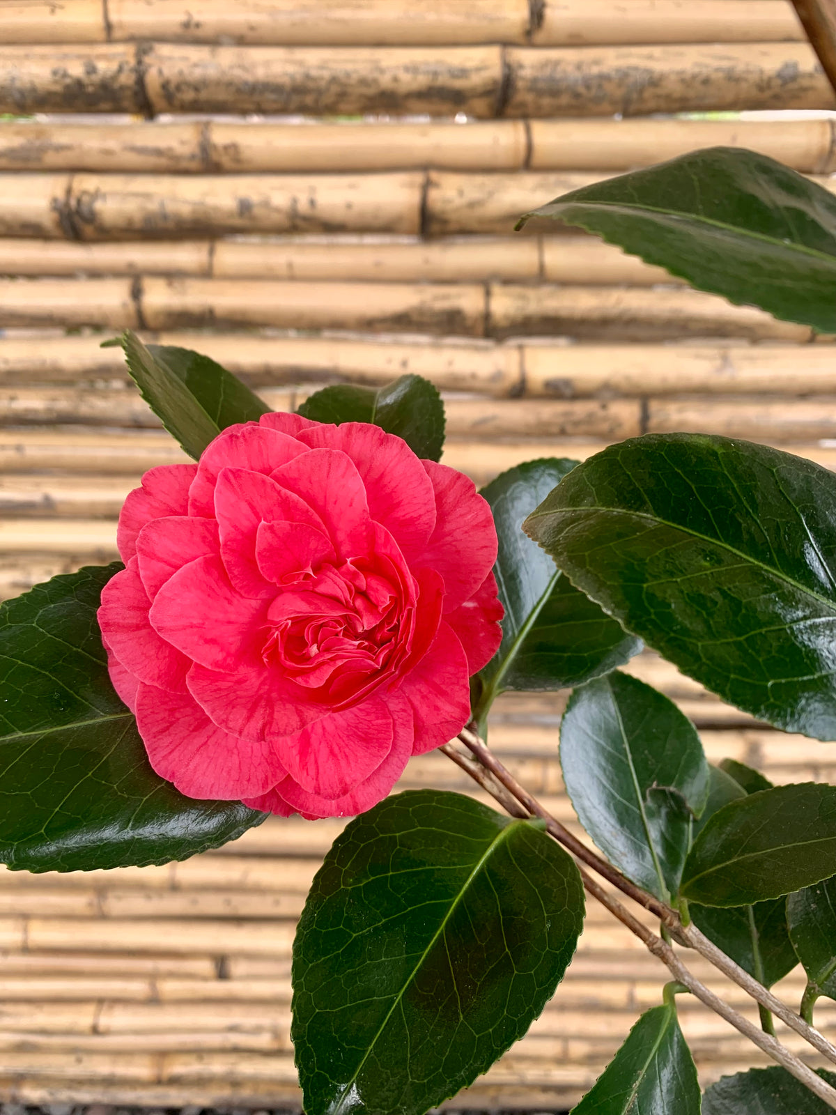 Camelia - Camelia Japónica (1.3m)