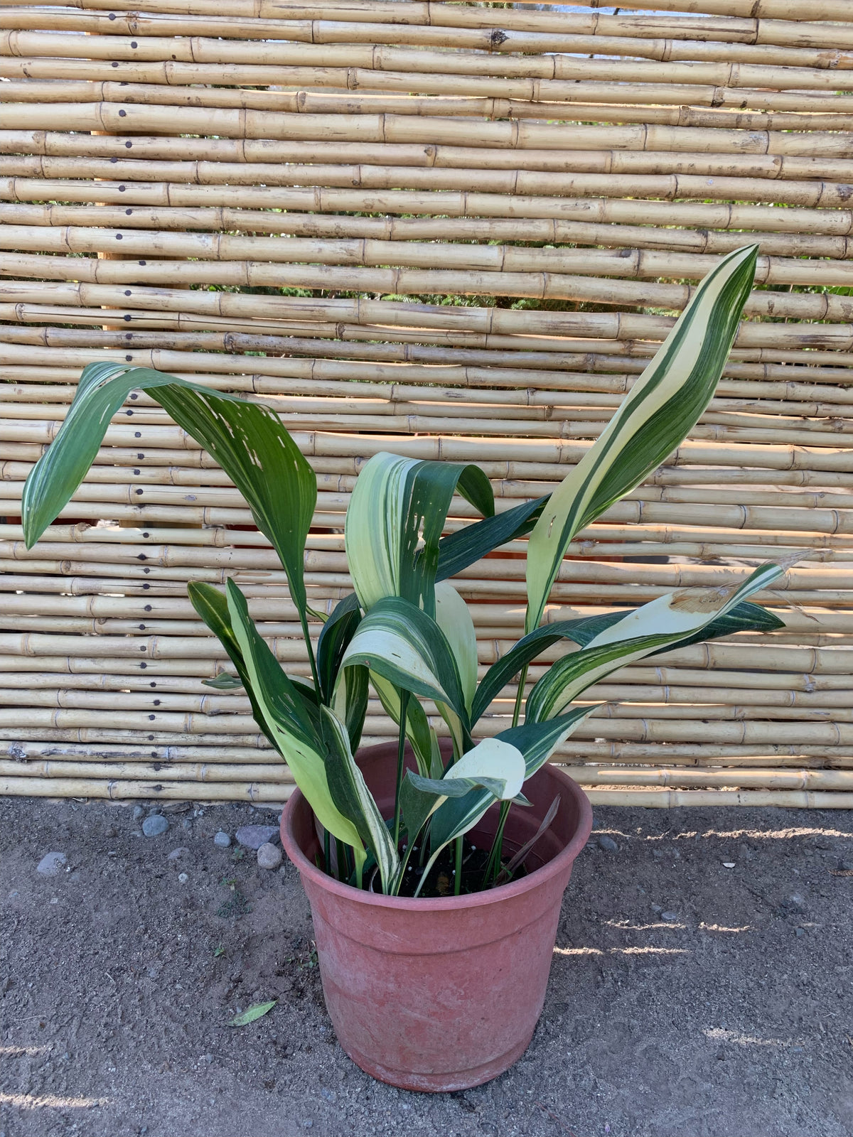 Alpidistra