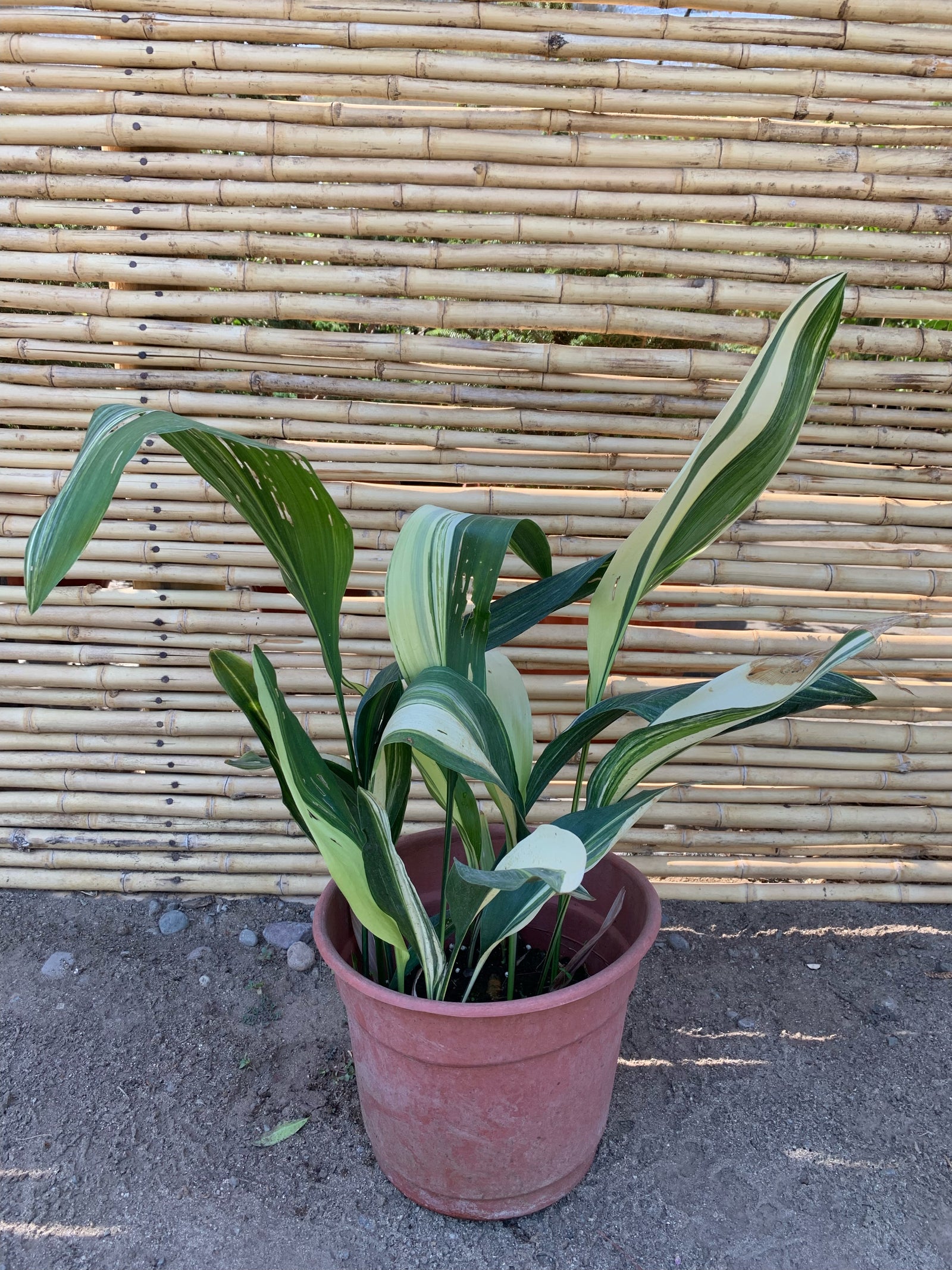 Alpidistra