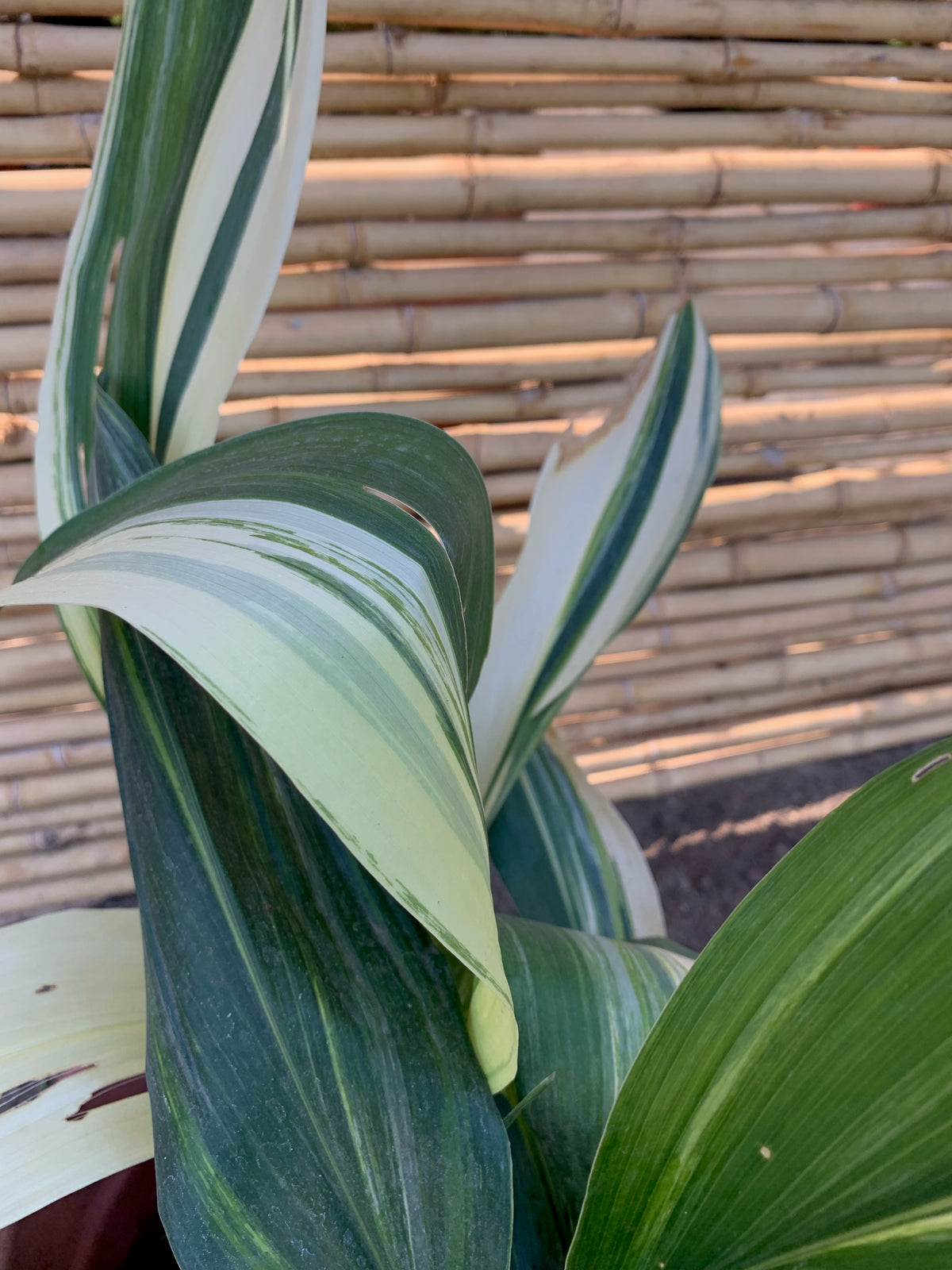 Alpidistra