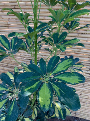 Cheflera - Schefflera arboricola  (2 tallos)