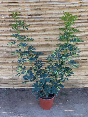 Cheflera - Schefflera arboricola  (2 tallos)