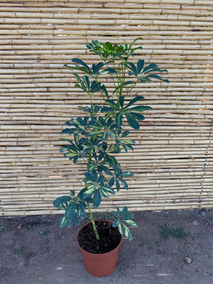Cheflera - Schefflera arboricola  (Variegada)