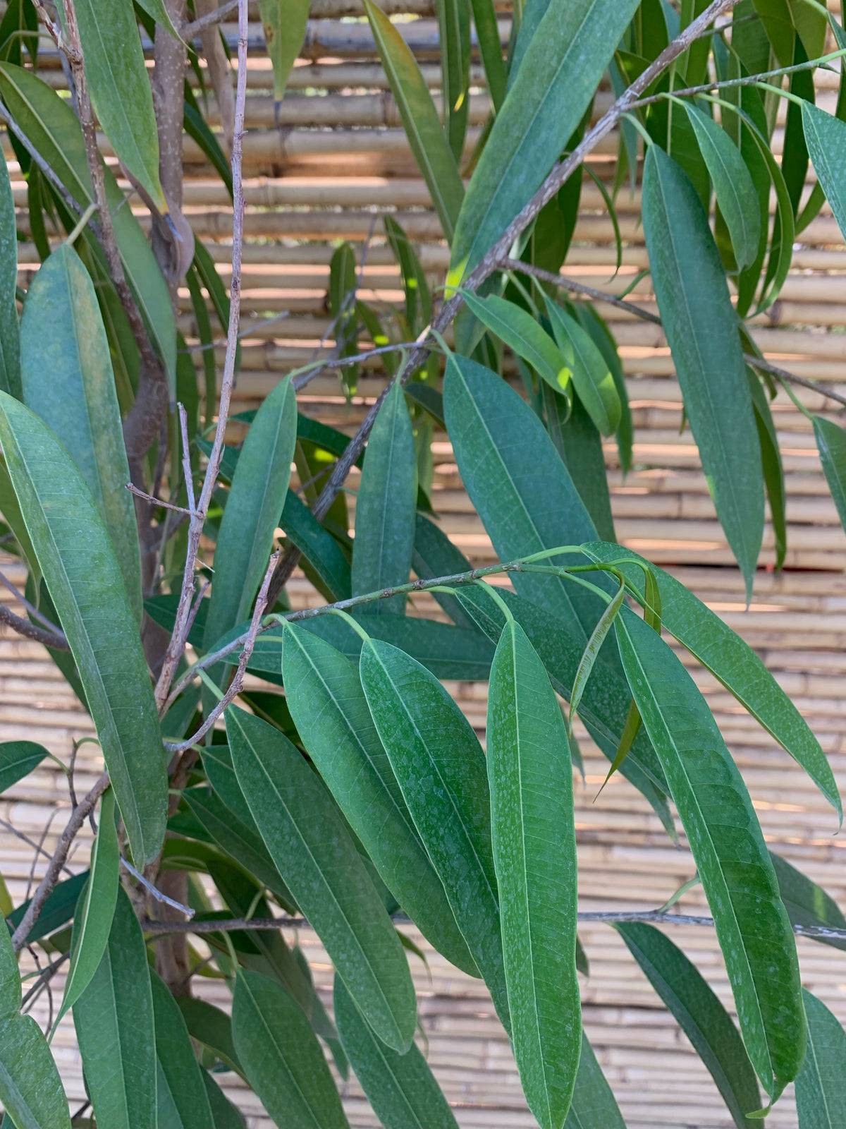 Ficus Alii - Ficus maclellandii
