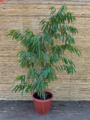 Ficus Alii - Ficus maclellandii