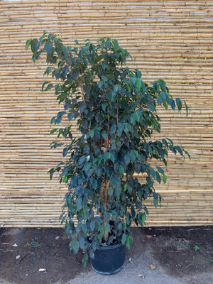 Ficus Danielle (1.3-1.5m)