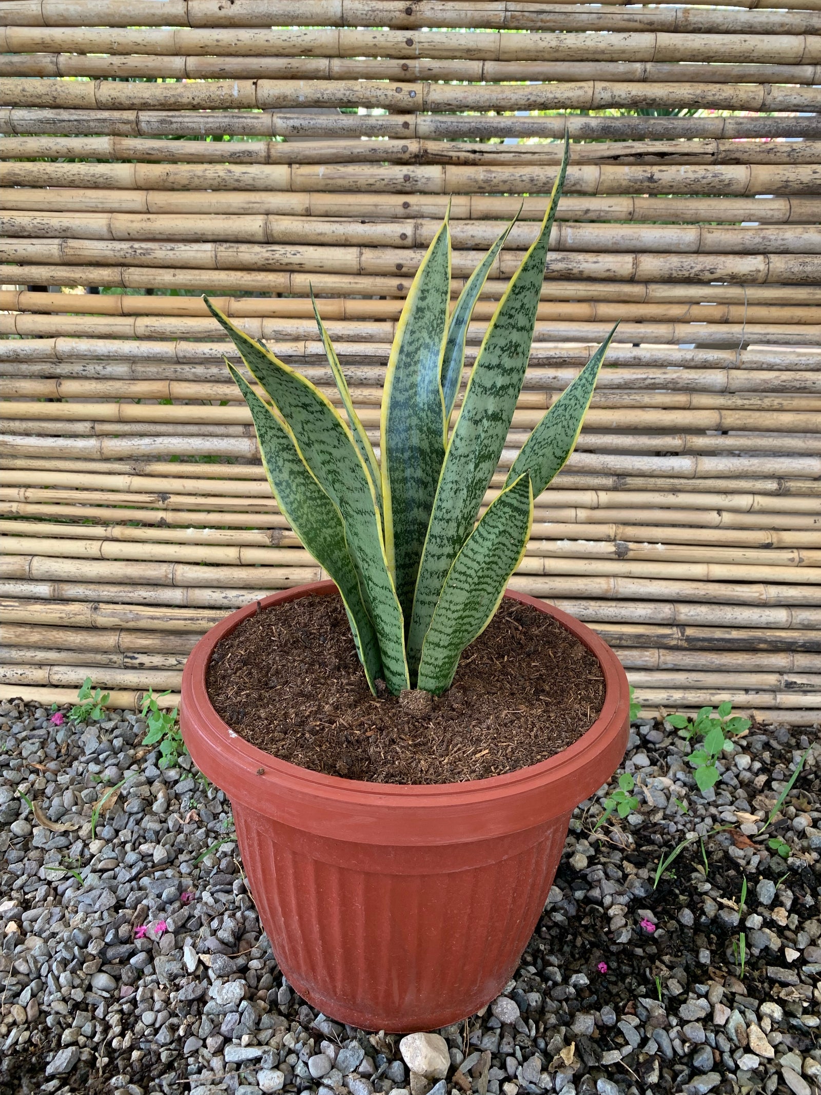 Sansevieria (40cm)