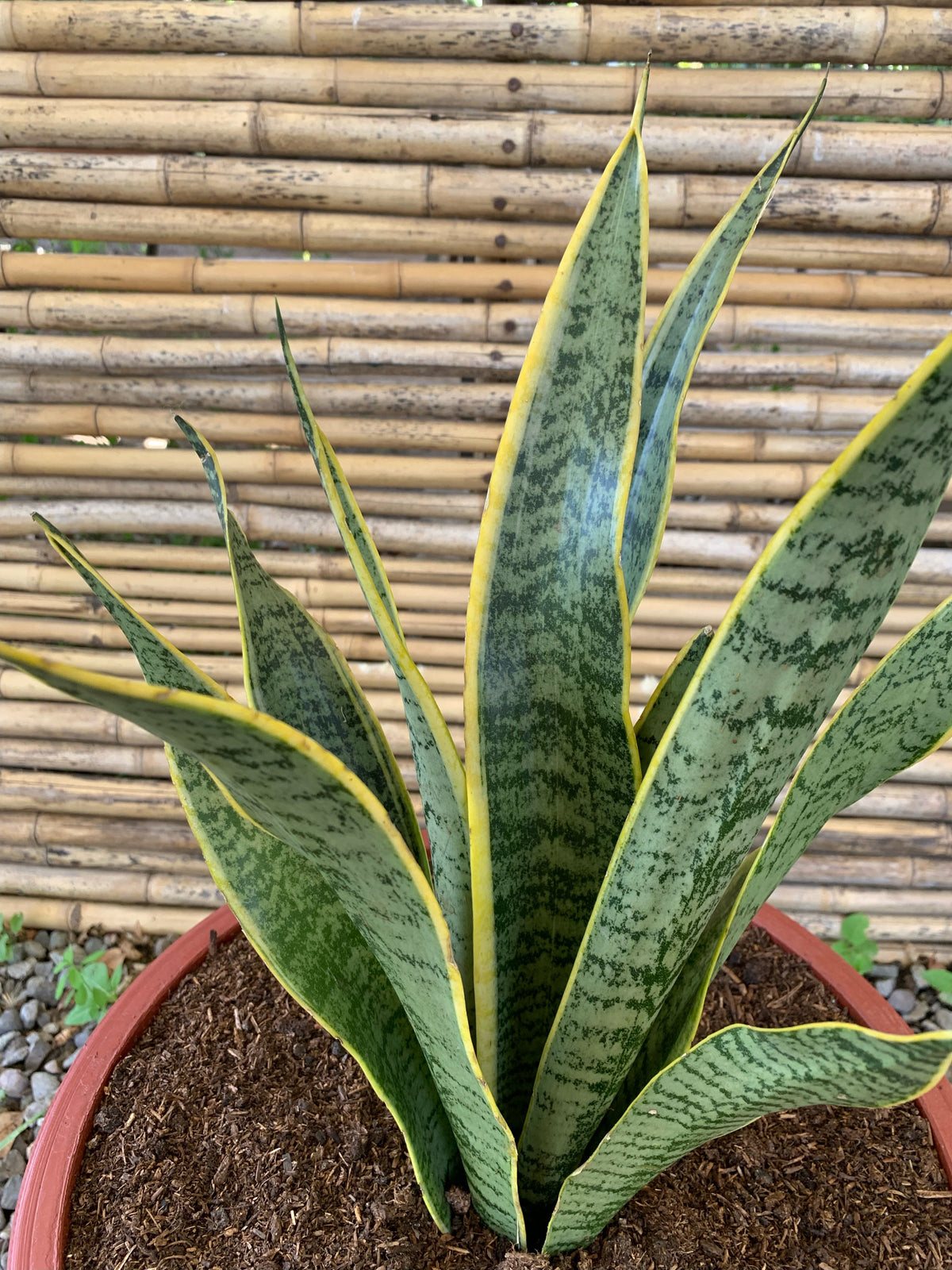 Sansevieria (40cm)
