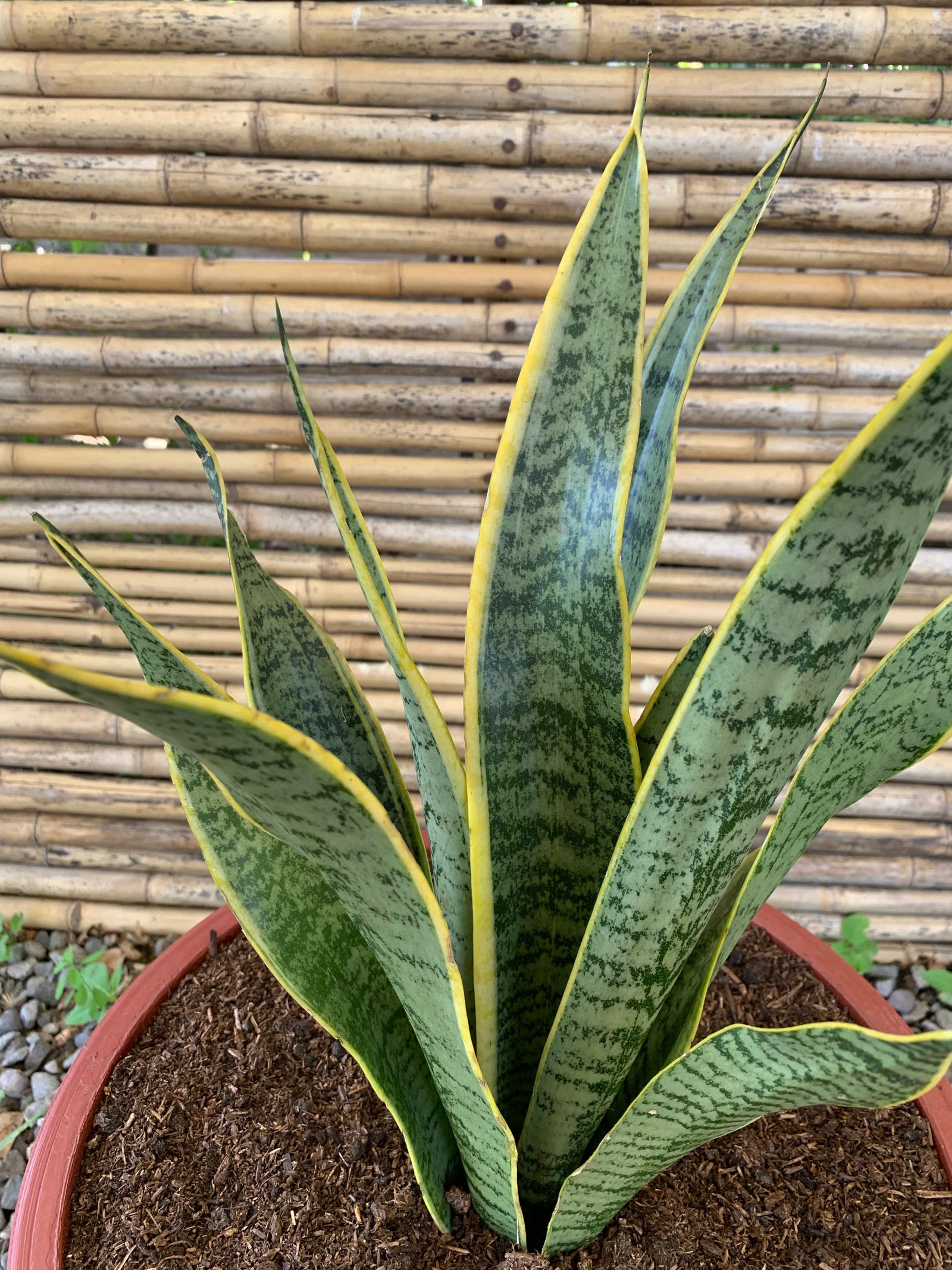 Sansevieria (40cm)