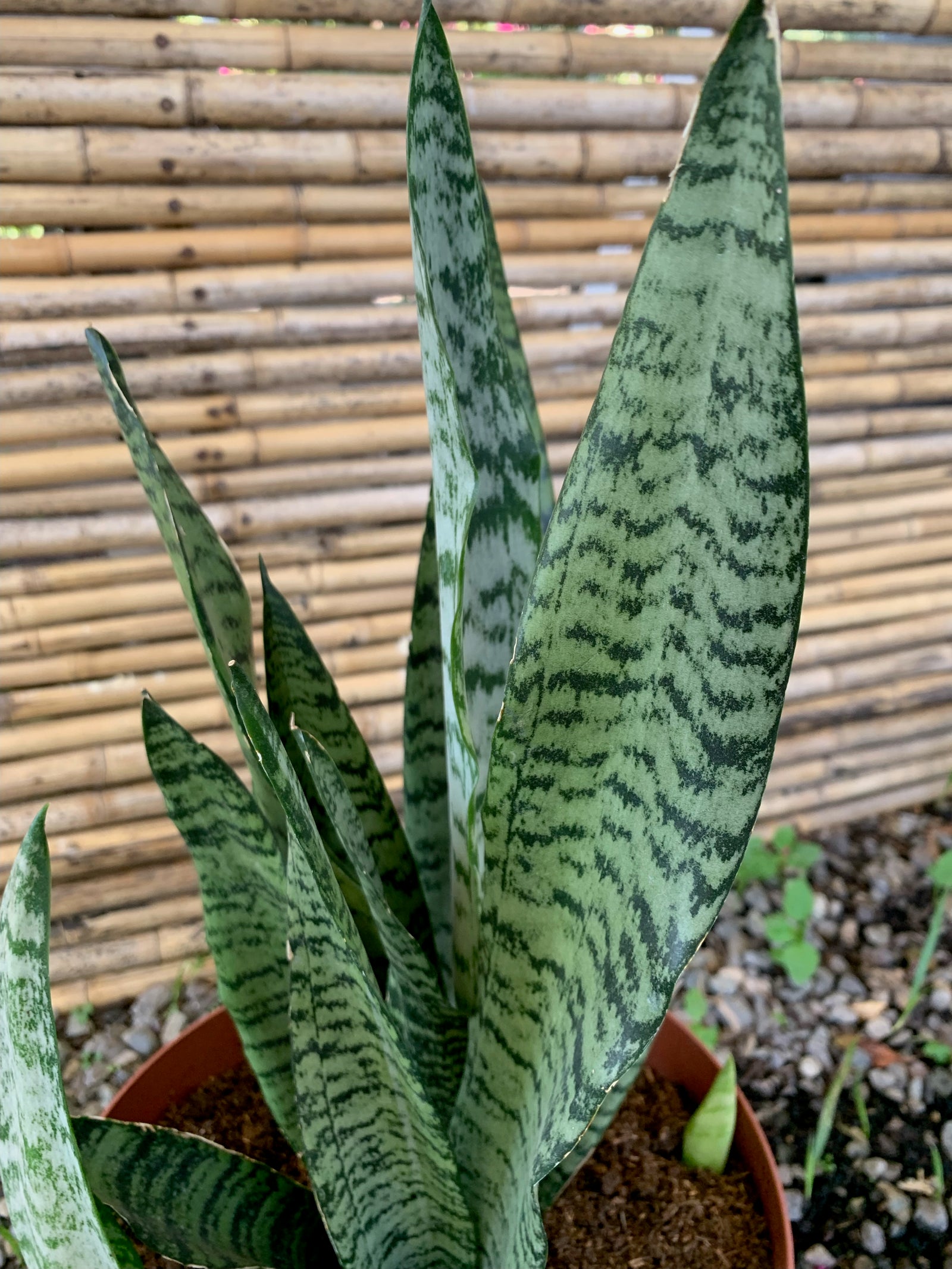 Sansevieria (30cm)