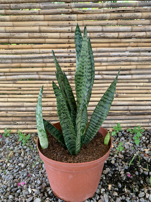 Sansevieria (30cm)