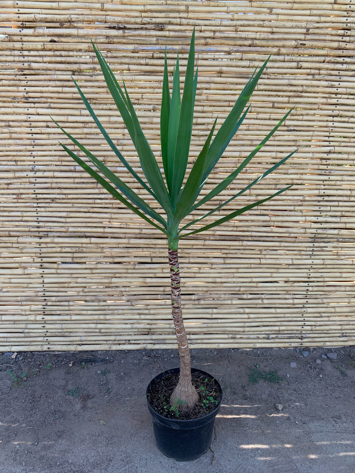 Yuca - Yucca Elephantipes
