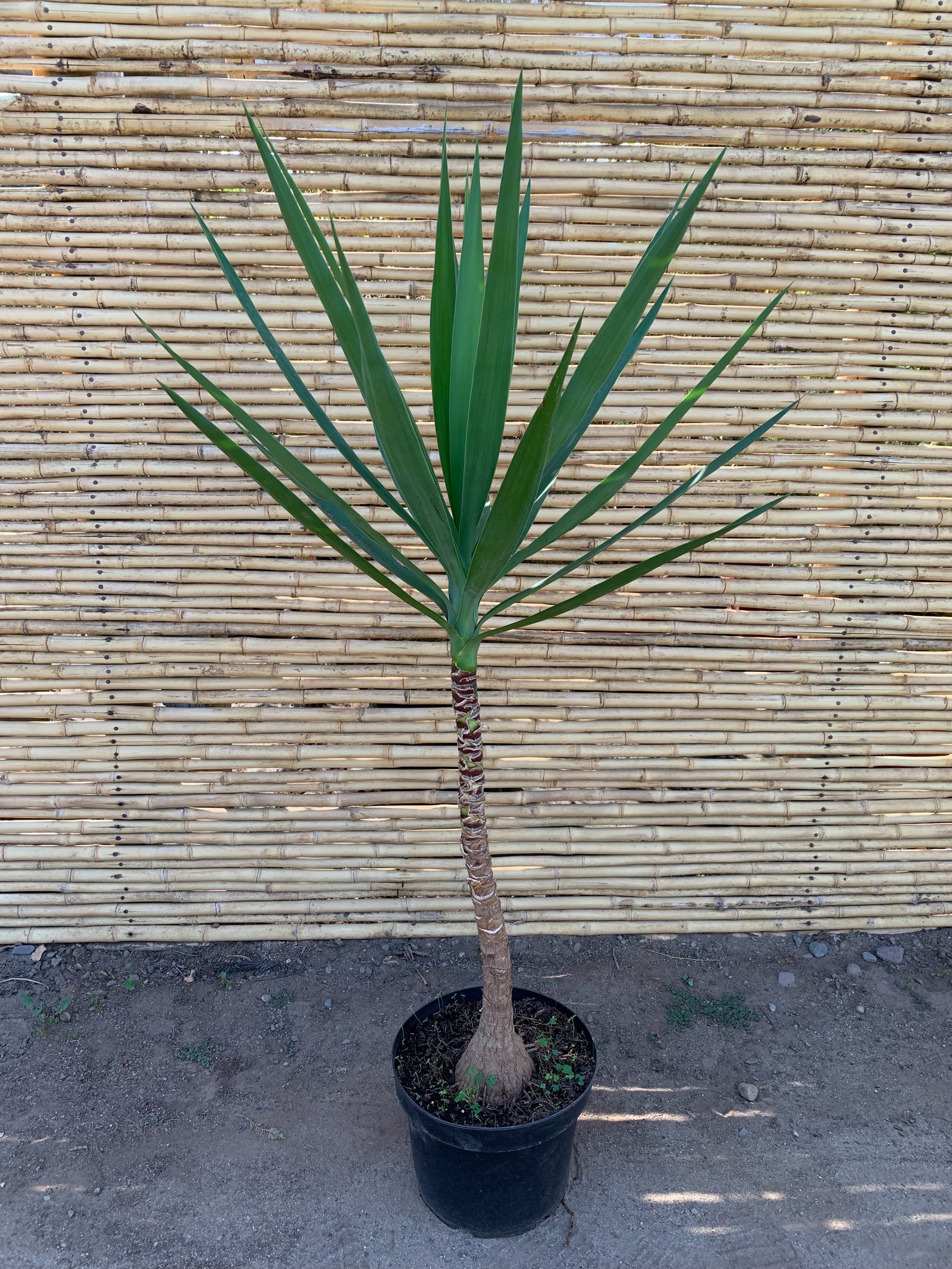 Yuca - Yucca Elephantipes
