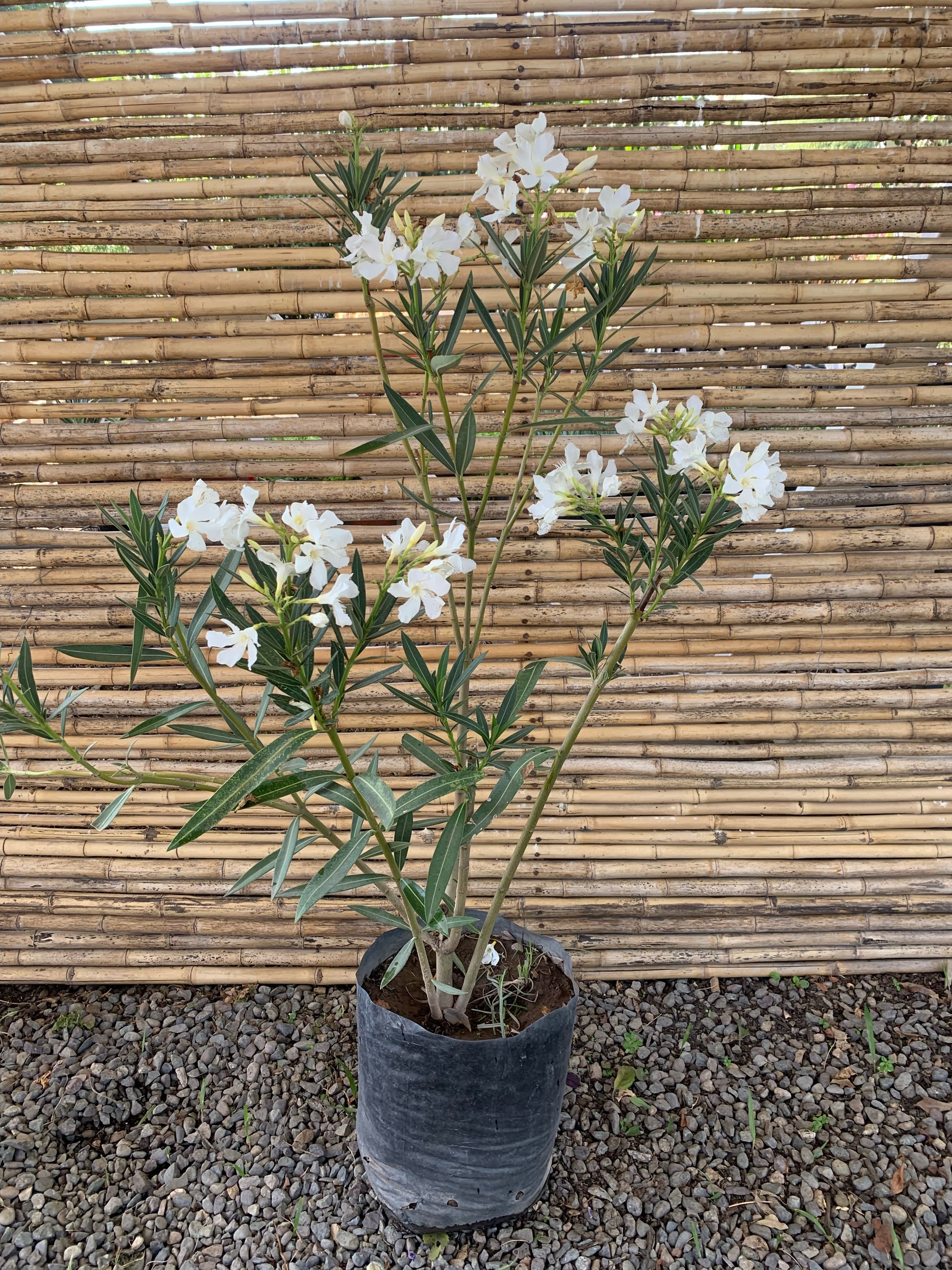 Laurel de Flor (blanca) - Nerium olender