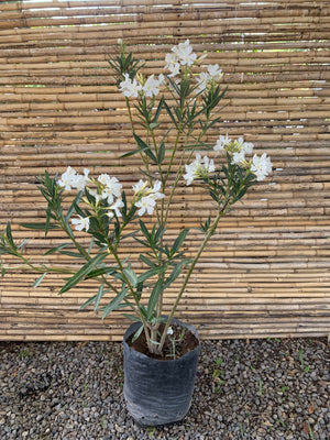 Laurel de Flor (blanca) - Nerium olender