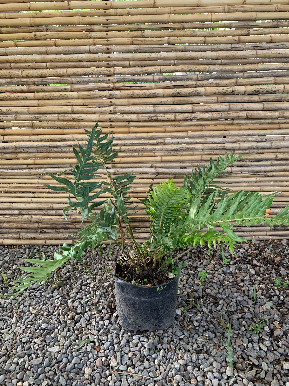 Helecho Magallánico - Blechnum Magellanicum