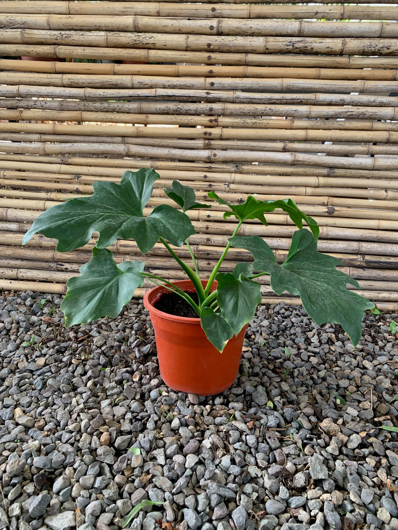 Filodendro Paraguayo - Philodendro Paraguayo (0.3-0.4m)