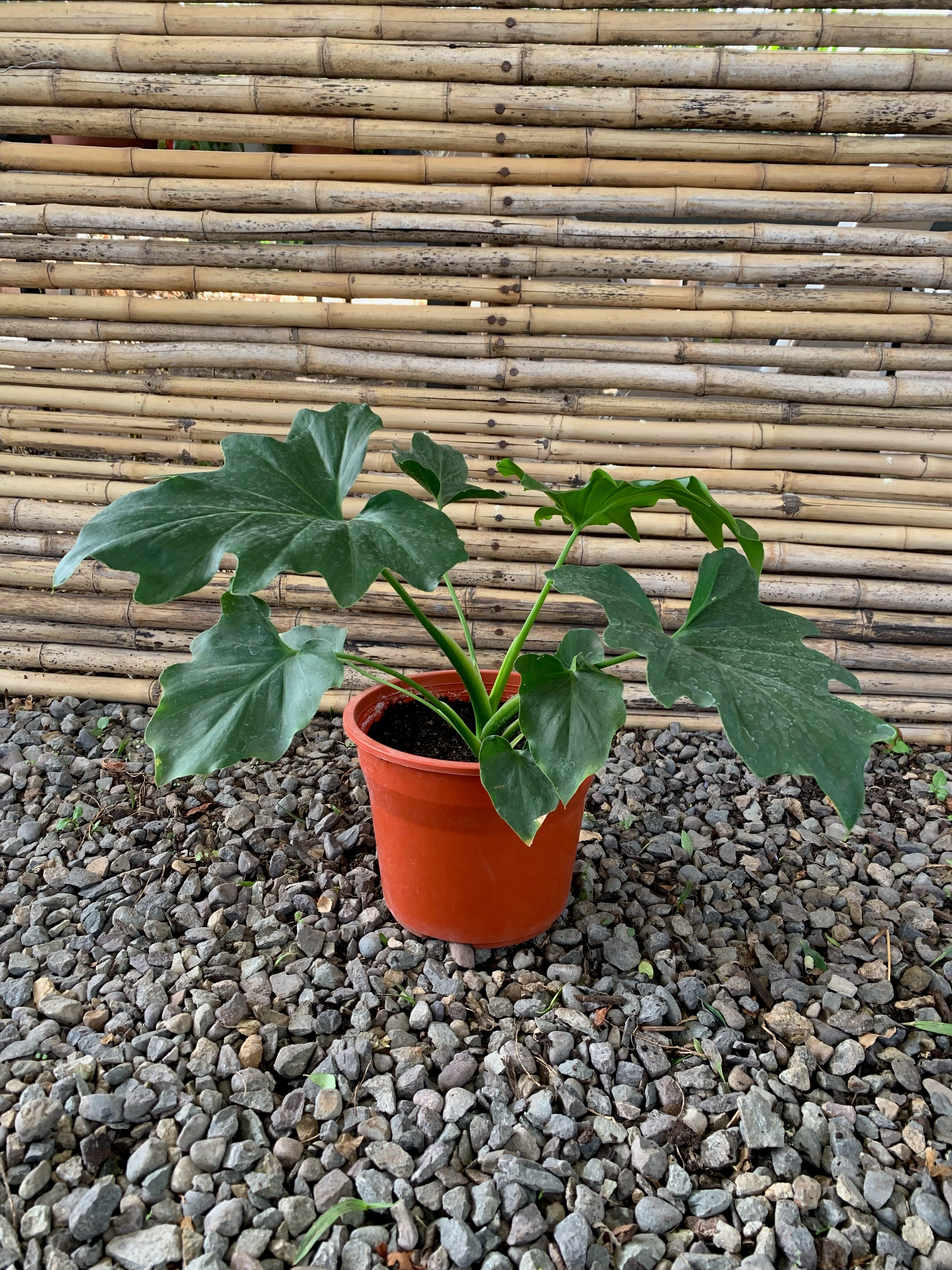 philodendron paraguayo Filodendro Paraguayo - Philodendro Paraguayo (0.3-0.4m)