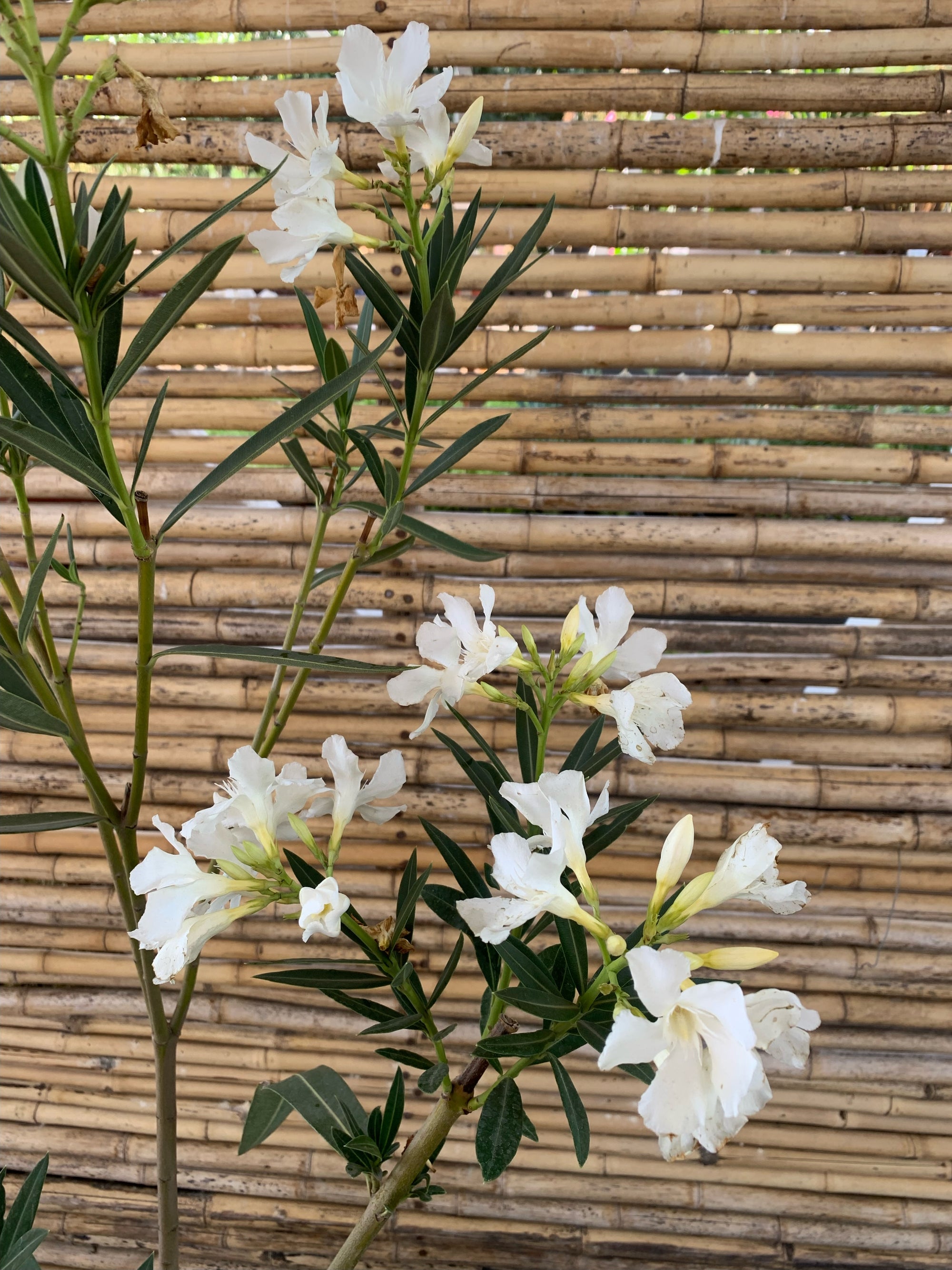 Laurel de Flor (blanca) - Nerium olender