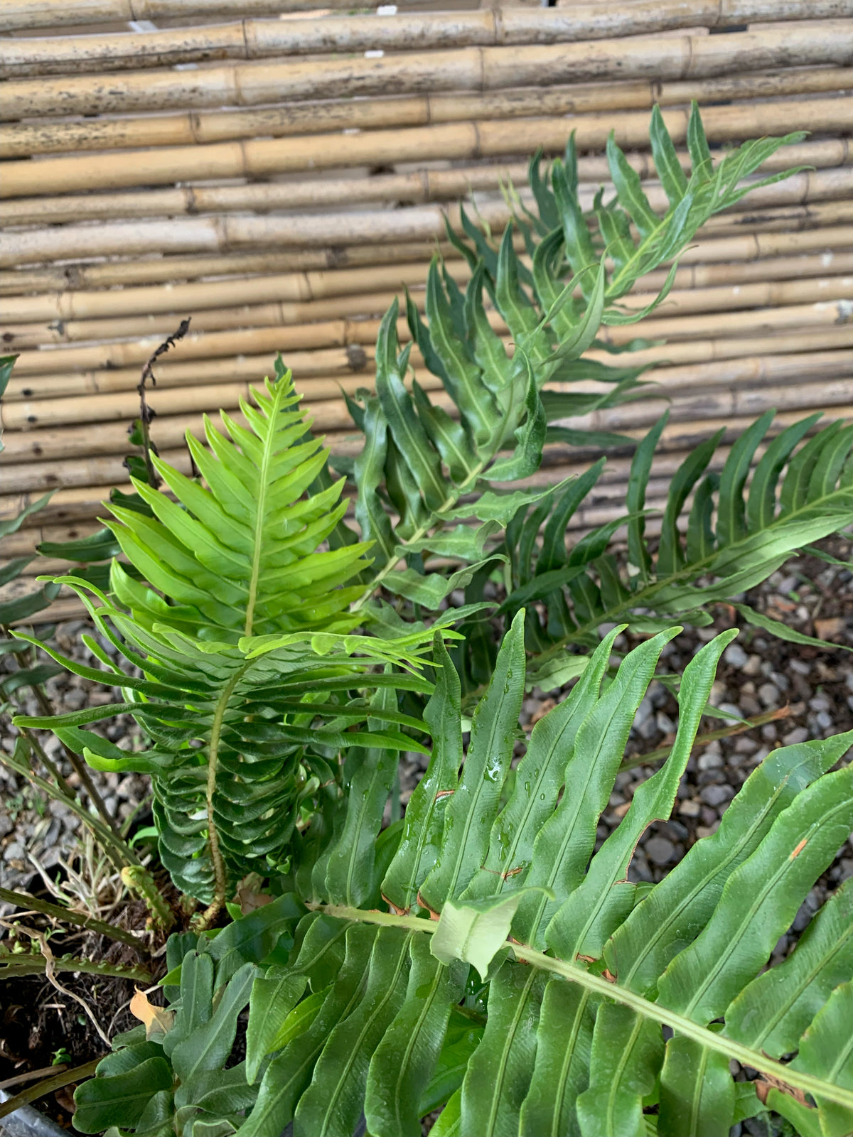 Helecho Magallánico - Blechnum Magellanicum