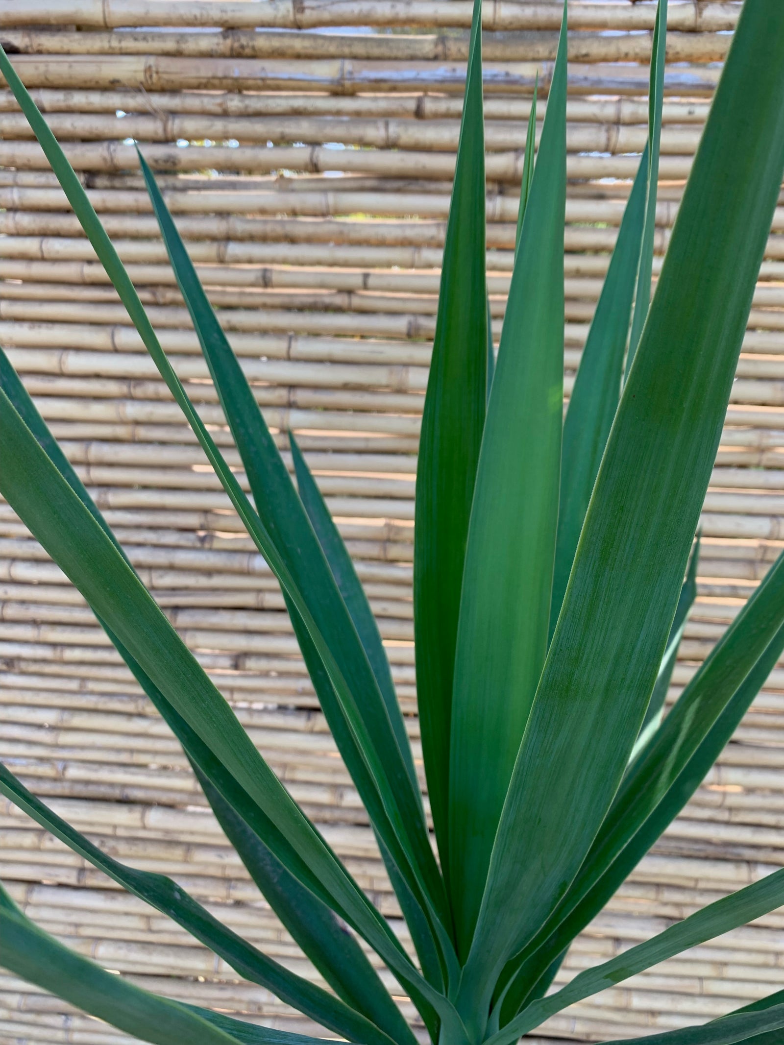 Yuca - Yucca Elephantipes