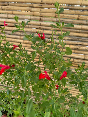 Salvia Roja - Salvia Microphylla  (50cm.)
